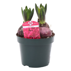 Hyacinthus Pink Pearl