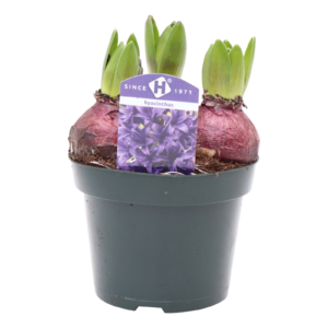 Hyacinthus Pearl Blue