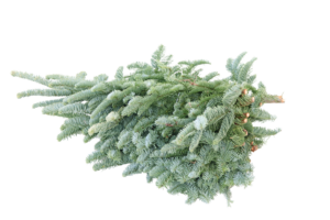 Nobilis takken 5 kilo