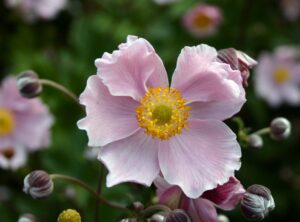 Anemone hupehensis September Charm