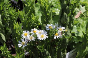 Aster ageratoides Starshine