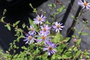 Aster macrophyllus Twilight