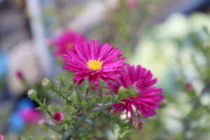 Aster novi-belgii Crimson Brocade