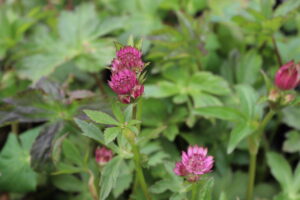 Astrantia major Primadonna