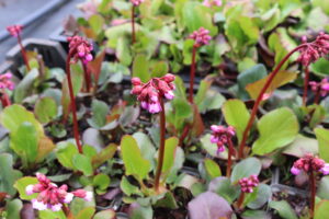 Bergenia cordifolia Rotblum