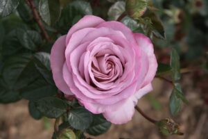 Rosa Blue Girl