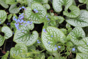 Brunnera macrophylla Sea Heart