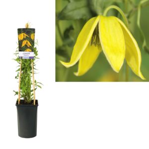 Clematis tibetanica tangutica