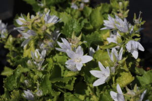 Campanula poscharskyana E.H. Frost
