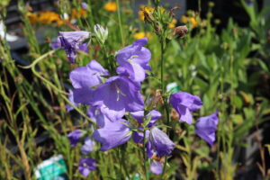 Campanula persicifolia Coerulea