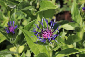 Centaurea montana Grandiflora