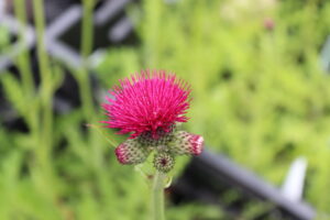 Cirsium rivulare Atropurpureum