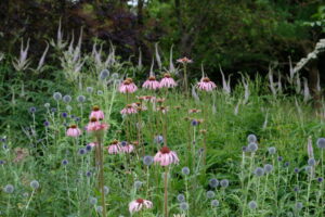 Echinacea pallida