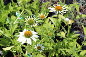 Echinacea purpurea Alba