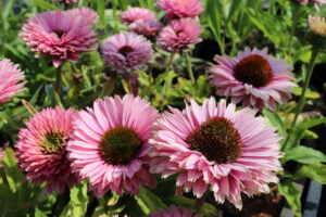 Echinacea purpurea Sunseekers Salmon
