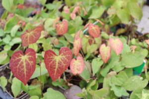 Epimedium rubrum