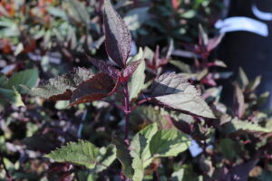 Eupatorium rugosum Chocolate
