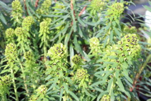 Euphorbia characias Black Pearl