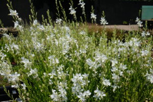 Gaura lindheimeri Snowbird