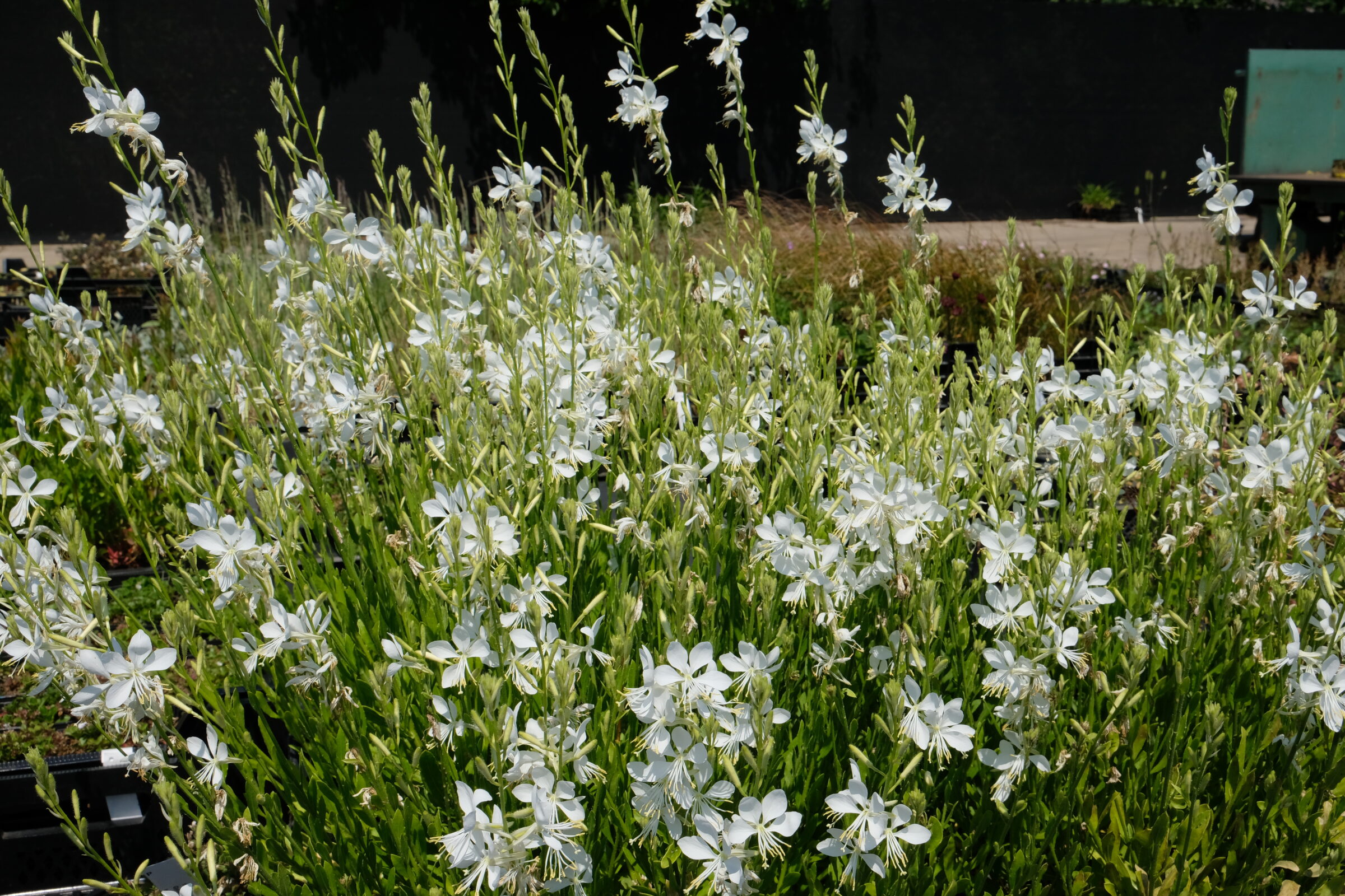 Gaura lindheimeri Snowbird Zeelandplant