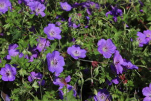 Geranium Azure Rush