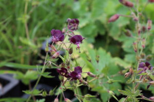 Geranium phaeum