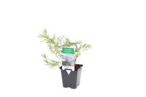 Gypsophila paniculata