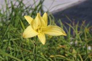 Hemerocallis citrina