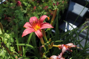 Hemerocallis Pink Damask