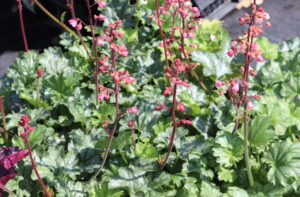 Heuchera Paris