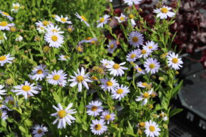 Kalimeris incisa Blue Star