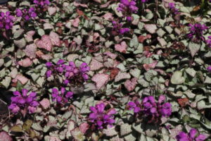 Lamium maculatum Beacon Silver