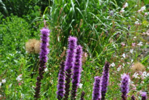 Liatris spicata