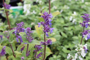 Nepeta racemosa Grog