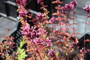 Origanum laevigatum Herrenhausen