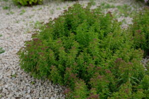 Origanum vulgare Compactum