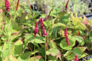 Persicaria amplexicaulis Dark Red