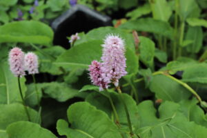 Persicaria bistorta Superba
