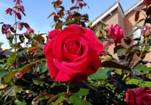 Rosa Red Flame