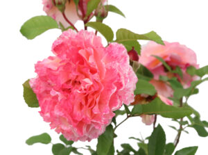 Rosa Augusta Luise