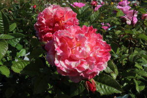 Rosa Augusta Luise