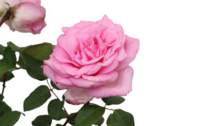 Rosa Beverly