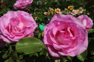 Rosa Beverly