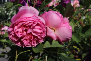 Rosa Boscobel®