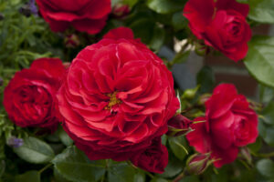Rosa Cherry Girl