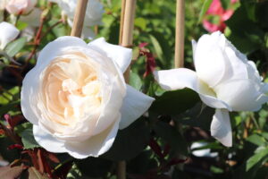 Rosa Desdemona®
