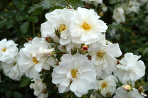 Rosa Diamant