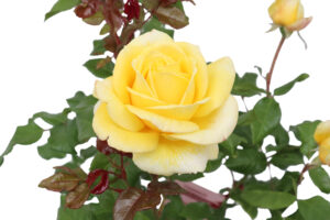 Rosa Diamonds Forever