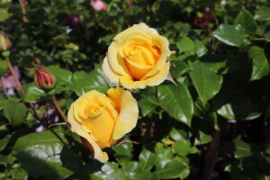 Rosa Diamonds Forever