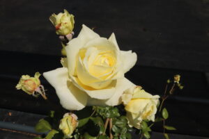 Rosa Elfe